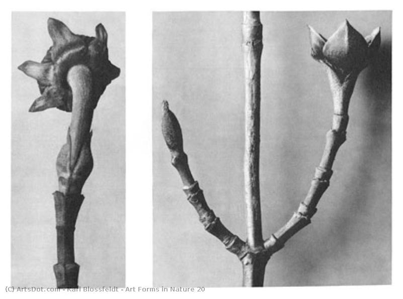 Art Forms In Nature 20 — Karl Blossfeldt