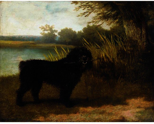A Black Water Spaniel — George Stubbs