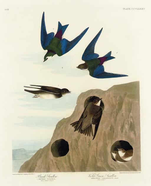 Bank Swallow. Violet-green Swallow — Robert Havell