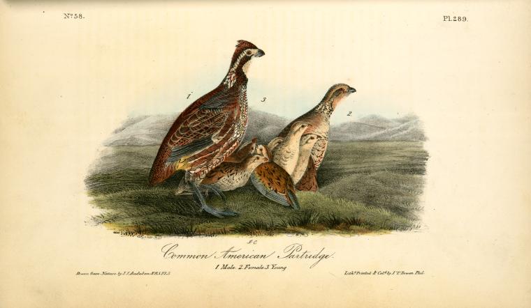 Common American Partridge. 1. Male. 2. Female. 3. Young — John James Audubon