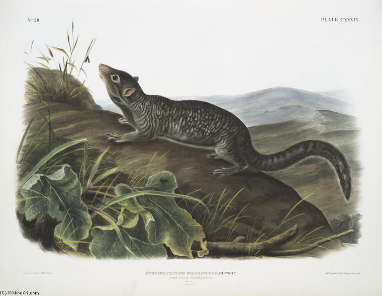 Spermophilus Macrourus, Large-tailed Spermophile. Male. Natural Size — John James Audubon