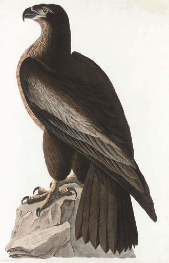 Bird Of Washington — Robert Havell
