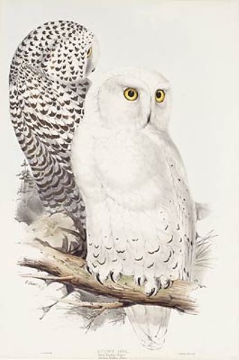 Snowy Owl — Edward Lear
