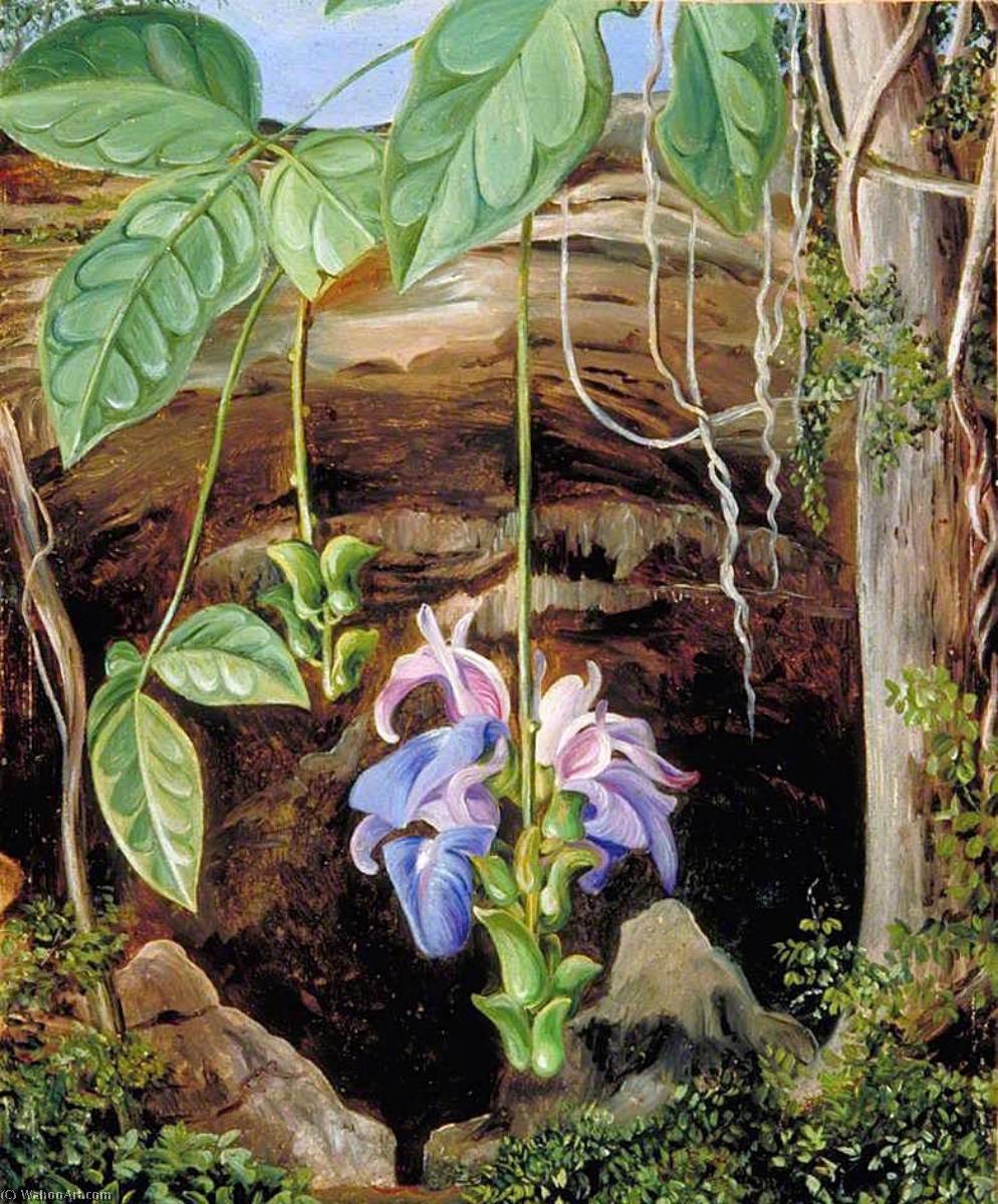 Flowers Of A Twiner, Brazil — Marianne North