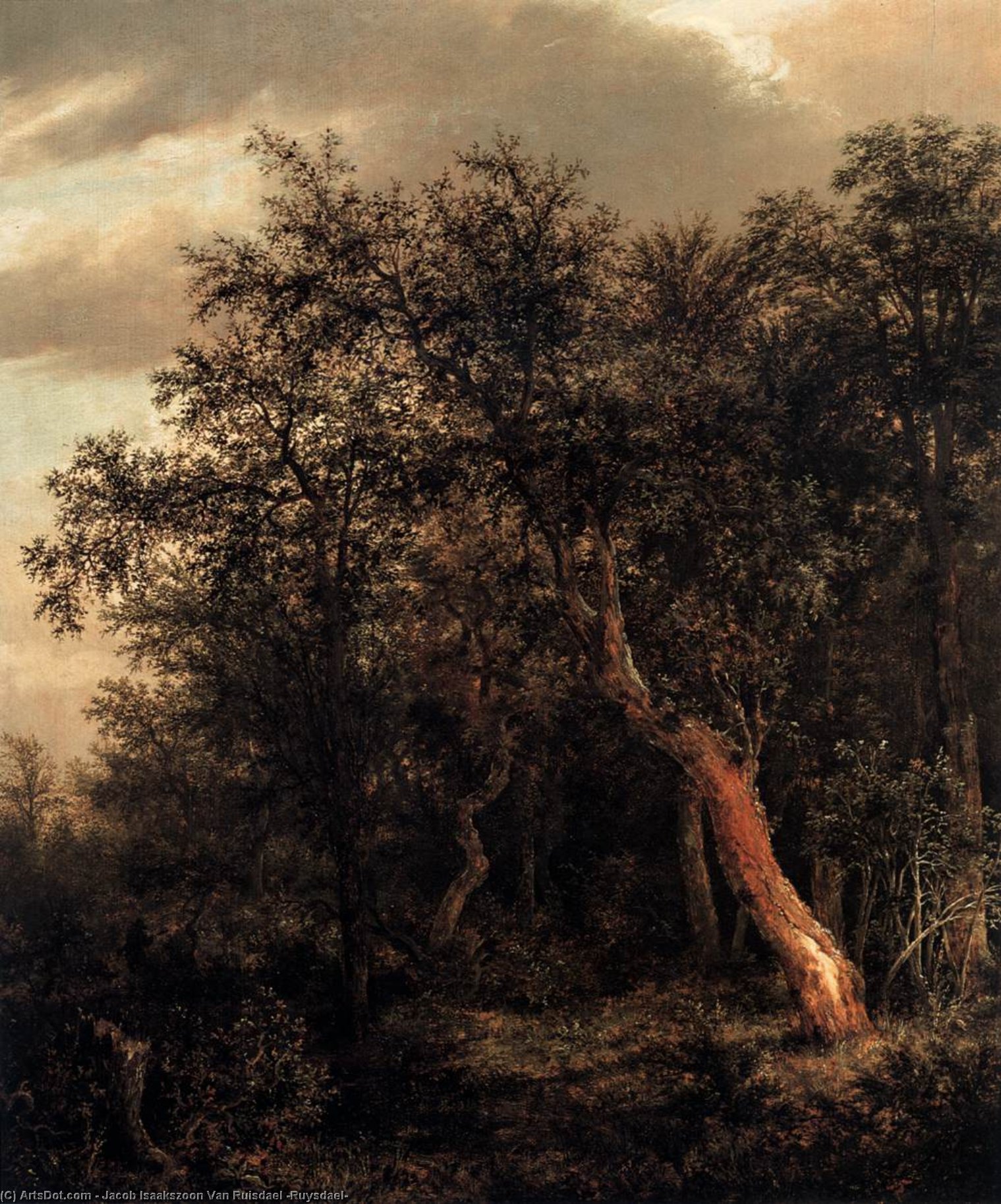 Glade In A Wood — Jacob Isaackszoon Van Ruisdael