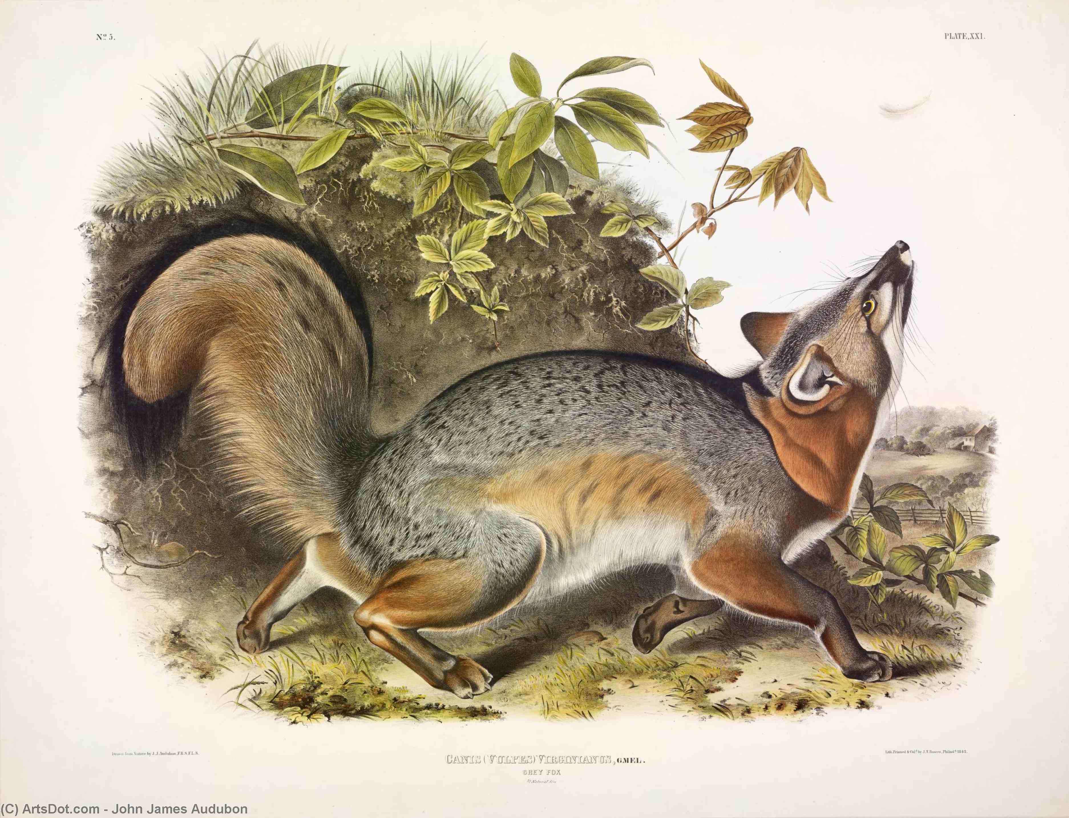 Canis (vulpes) Virginianus, Grey Fox — John James Audubon