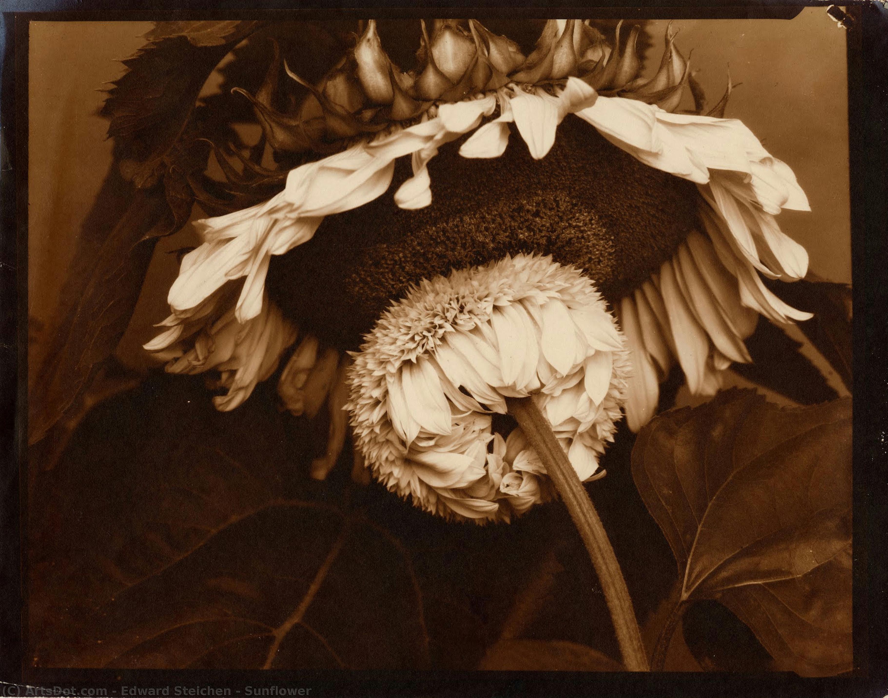 Sonnenblume — Edward Steichen