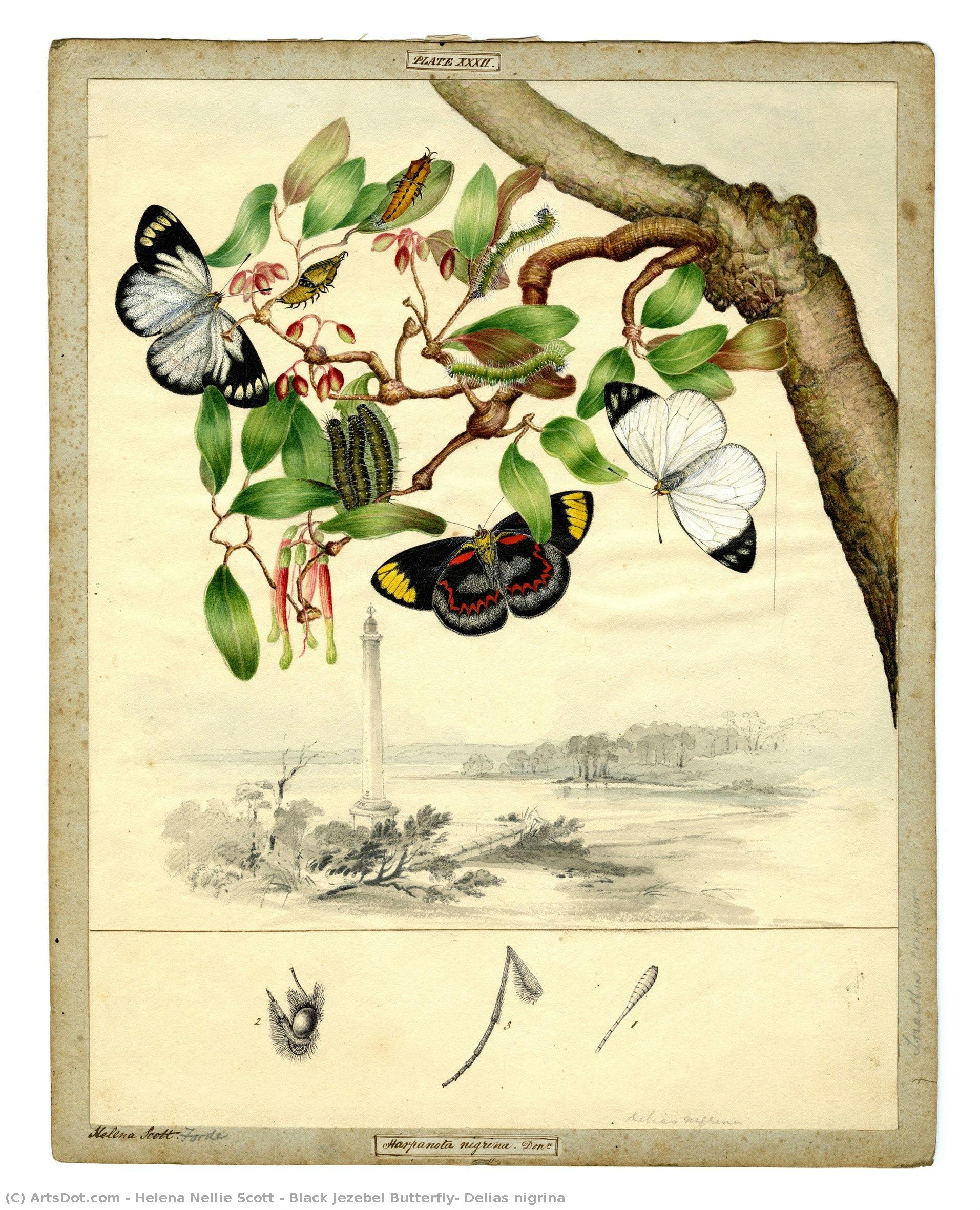 Black Jezebel Butterfly, Delias Nigrina — Helena Nellie Scott