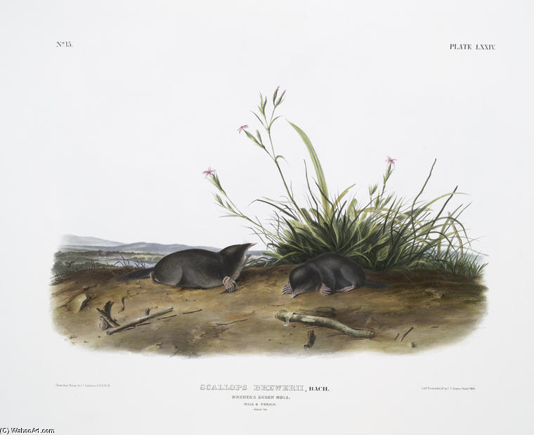 Scallops Brewerii, Brewer's Shrew Mole. Male ^ Female. Natural Size — John James Audubon