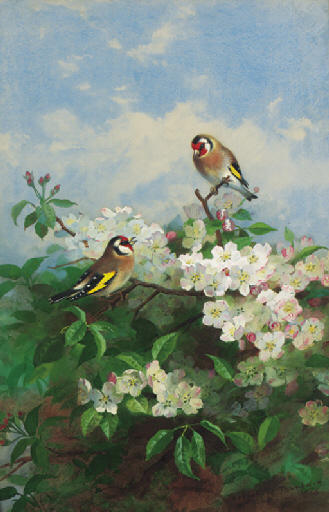 Goldfinches Among Apple Blossom — Archibald Thorburn