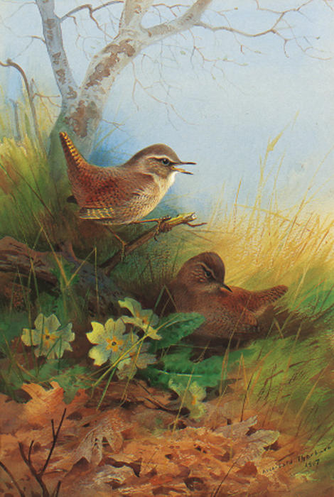 Two Wrens Amongst Primroses — Archibald Thorburn