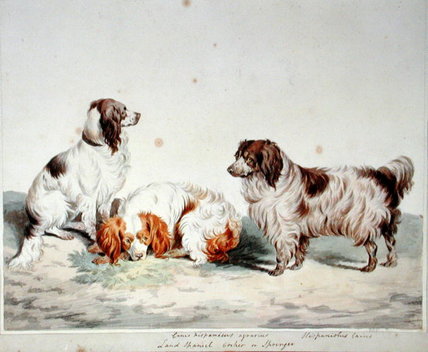 Land Spaniel, Cocker Or Springer — Sydenham Teast Edwards
