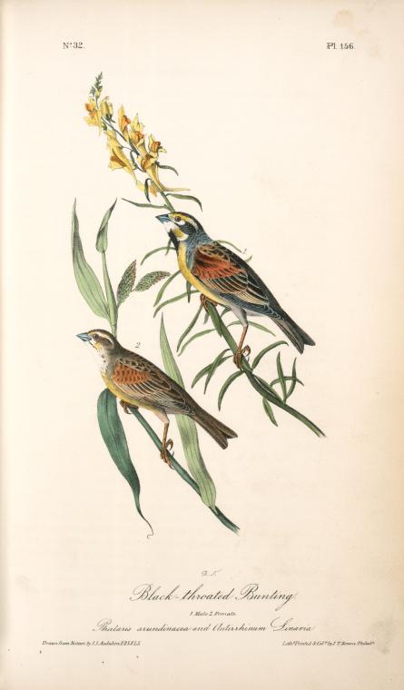 Black-throated Bunting. 1. Male. 2. Female — John James Audubon