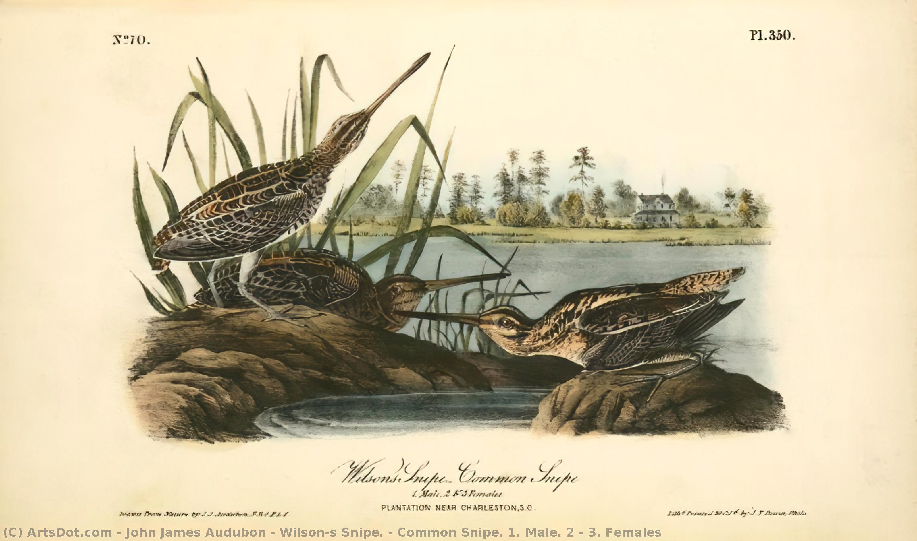 Wilson's Snipe. - Common Snipe. 1. Male. 2 ^ 3. Females — John James Audubon