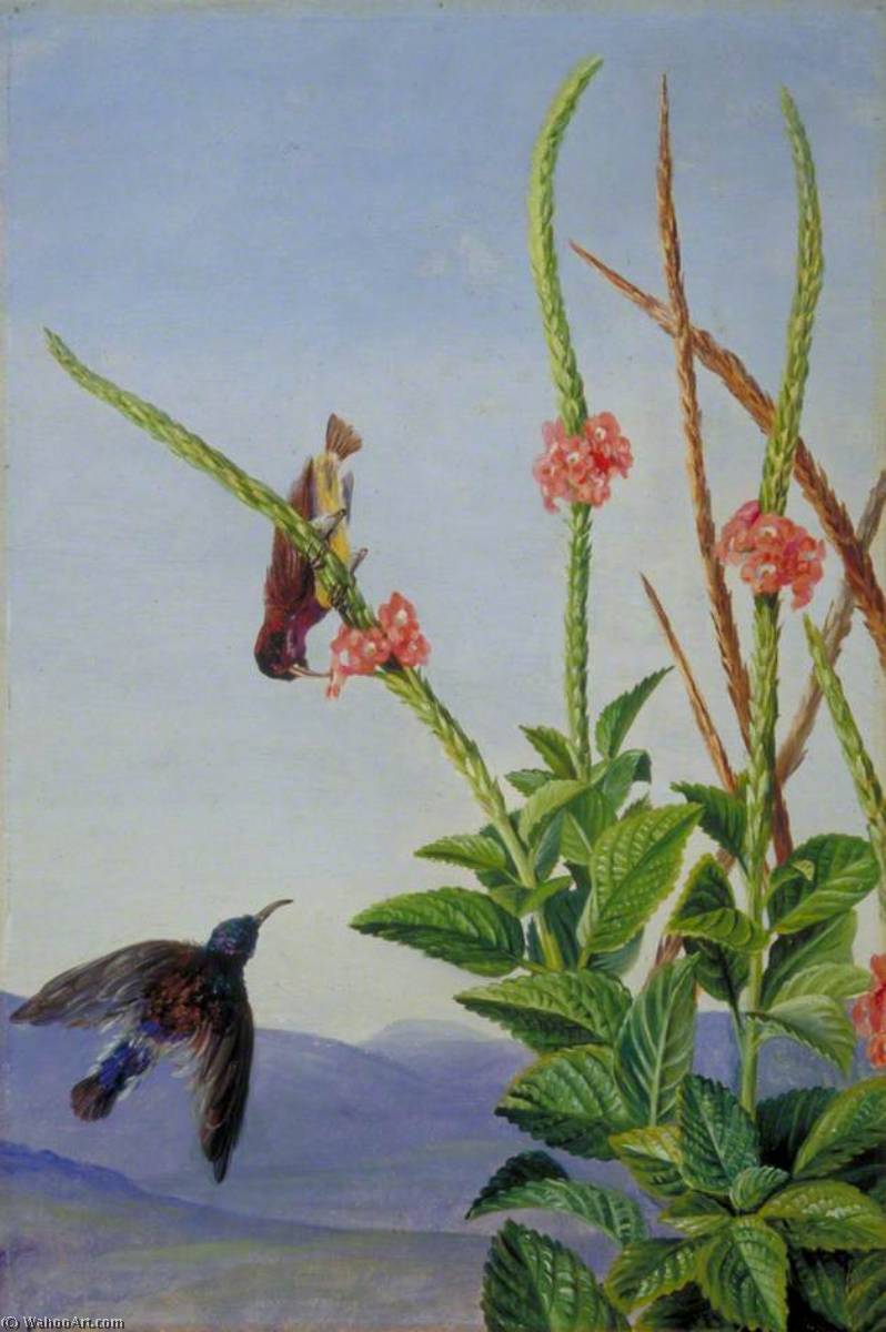 Honeysucker At Work, Sarawak, Borneo — Marianne North