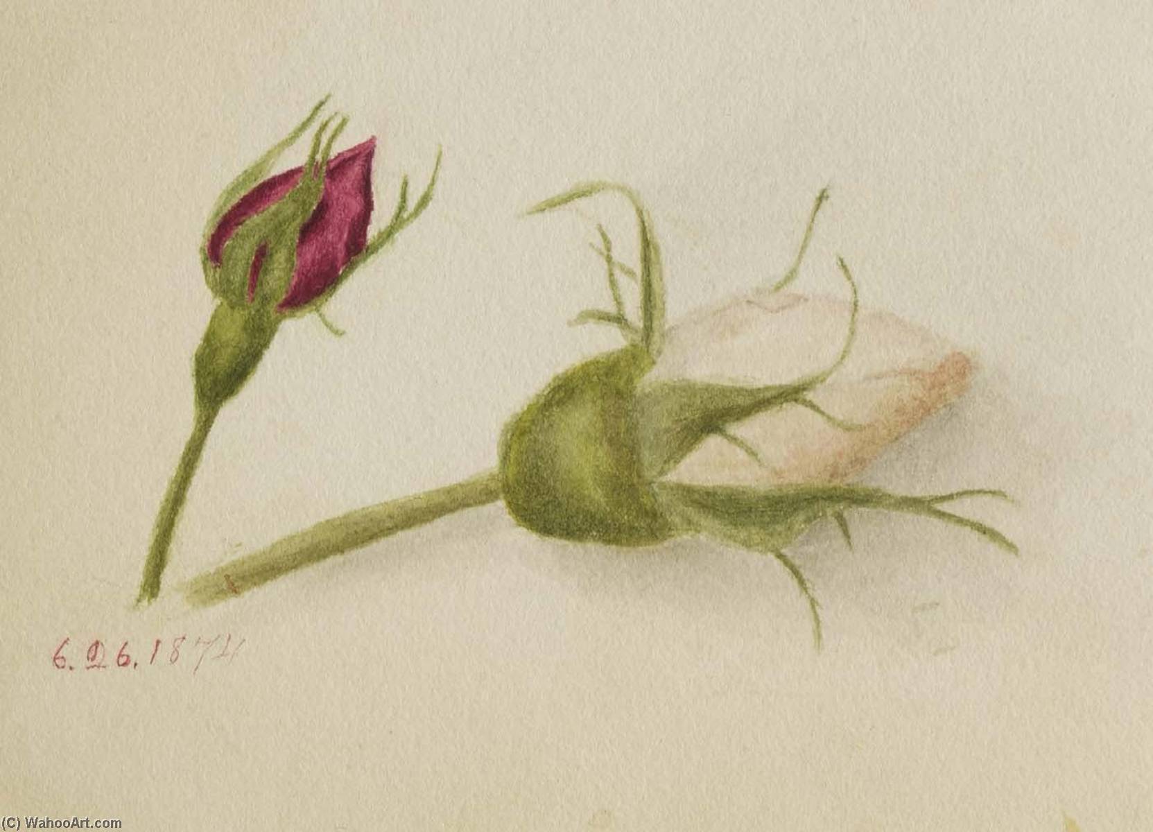 Untitled (rosebuds) — Mary Morris Vaux Walcott