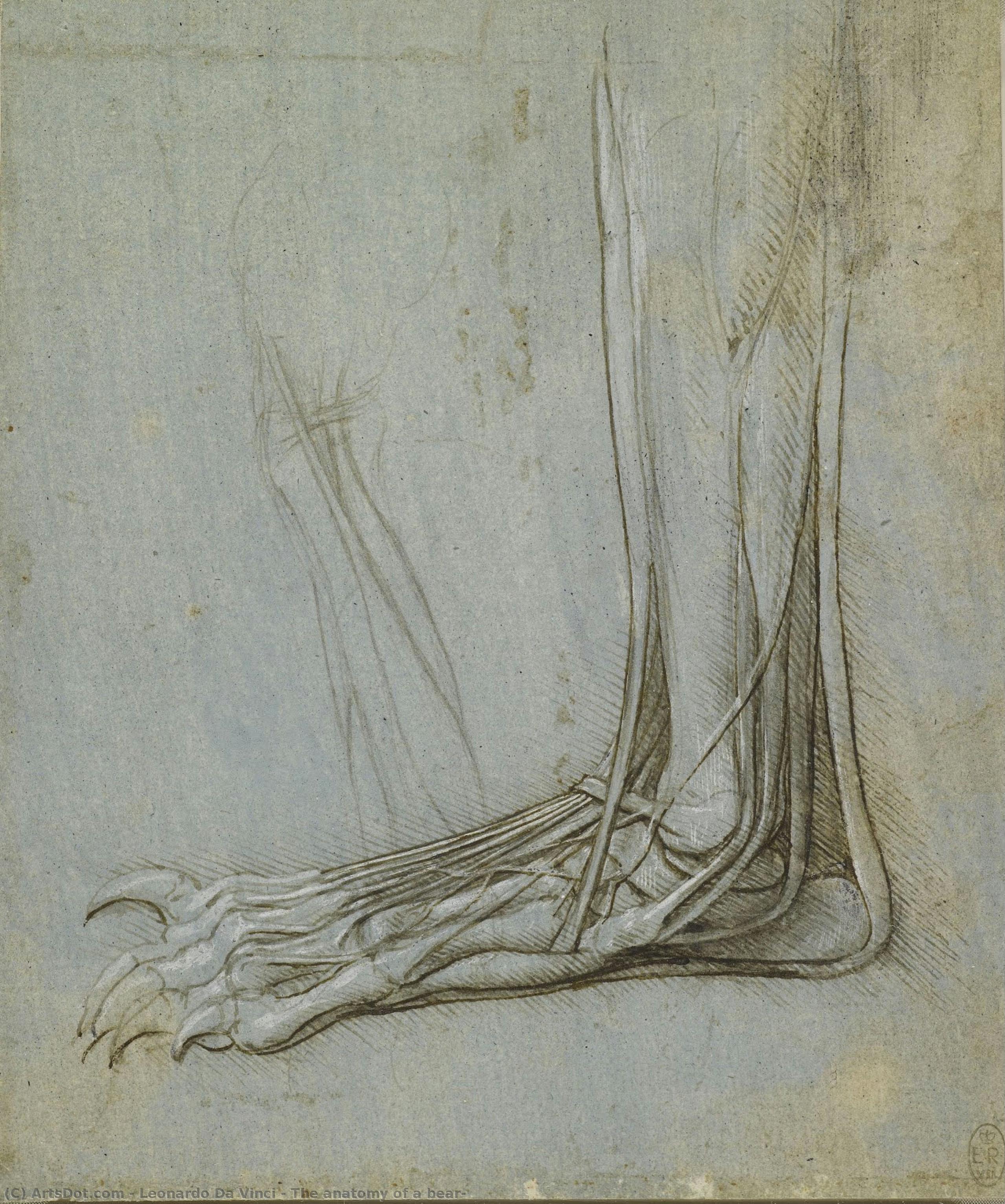 The Anatomy Of A Bear — Leonardo Da Vinci