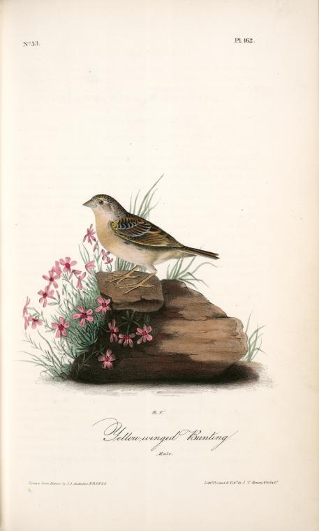 Yellow-winged Bunting. Male — John James Audubon