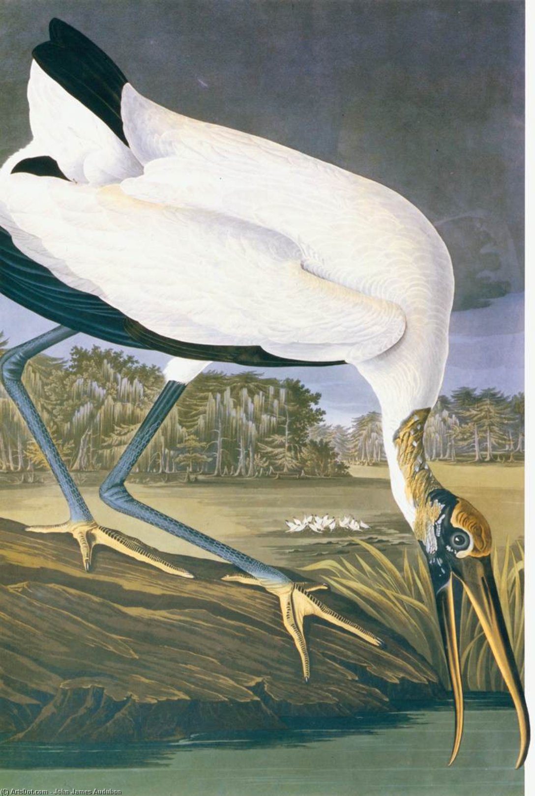 American Stork — John James Audubon