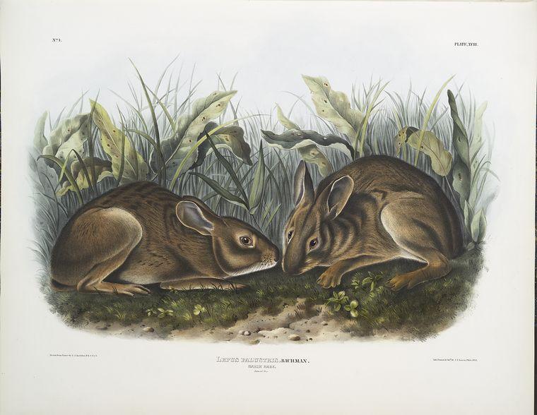 Lepus Palustris, Marsh Hare. Natural Size — John James Audubon