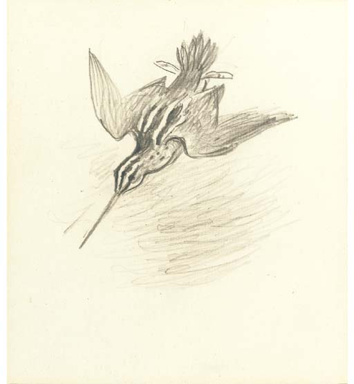 Snipe Drumming — Archibald Thorburn