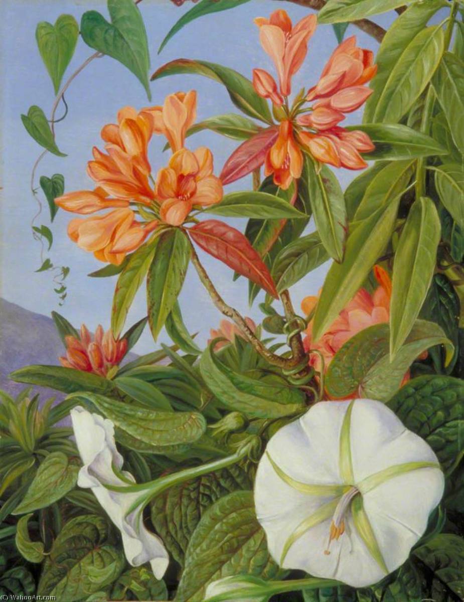 A Javan Rhododendron And Ipomoea — Marianne North