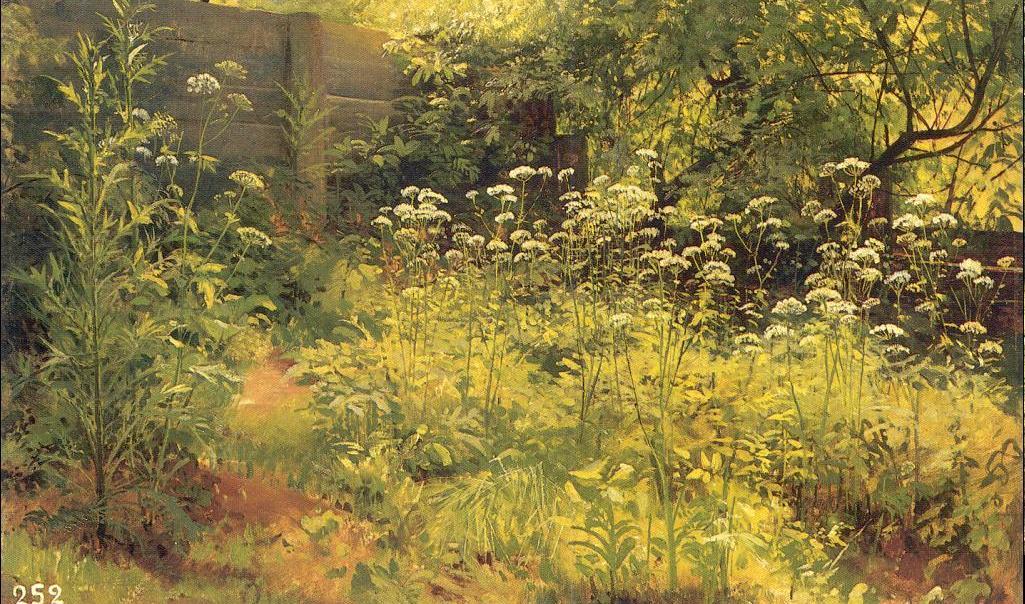 Aegopodium, Pargolovo — Ivan Ivanovich Shishkin