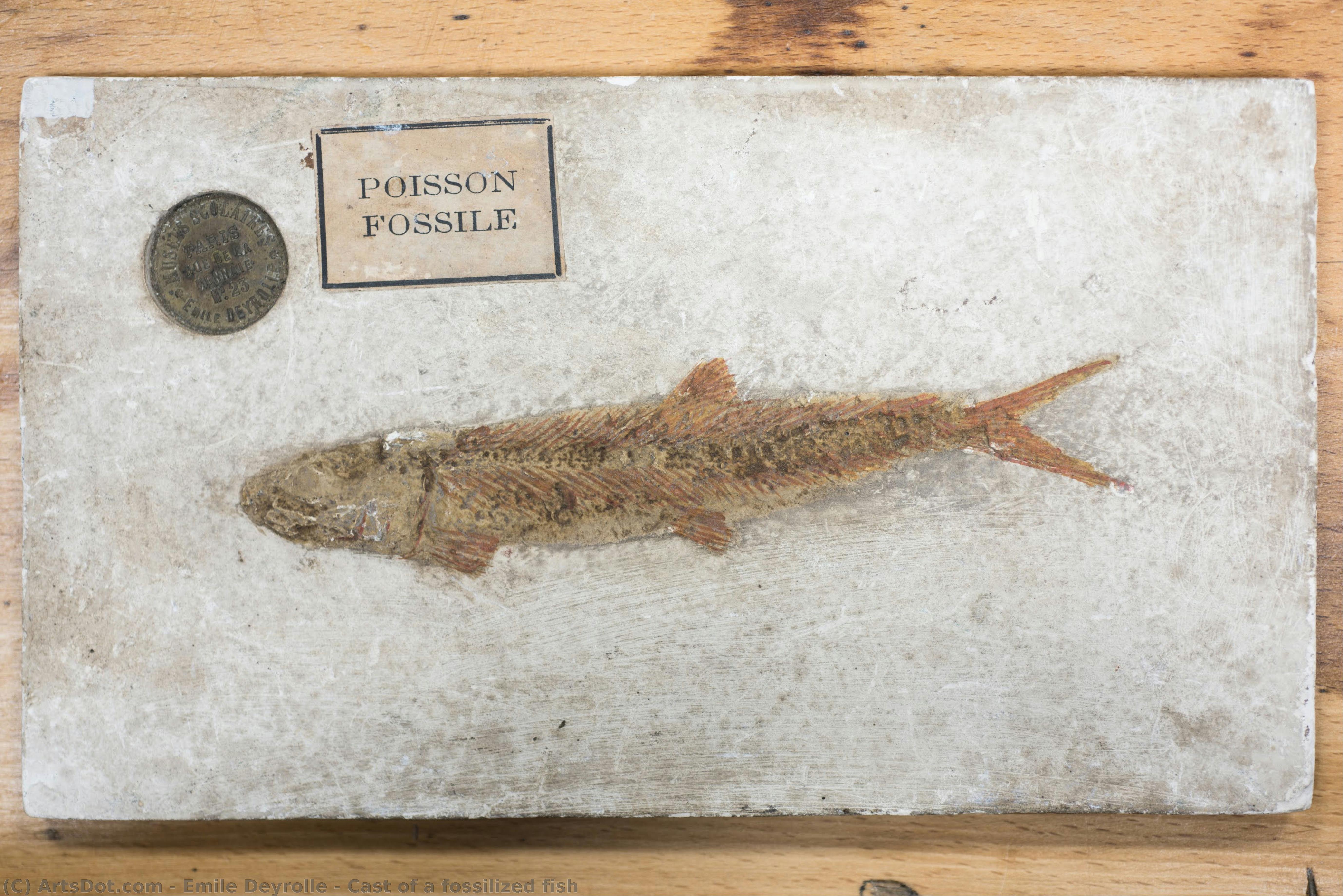 Cast Of A Fossilized Fish — Emile Deyrolle