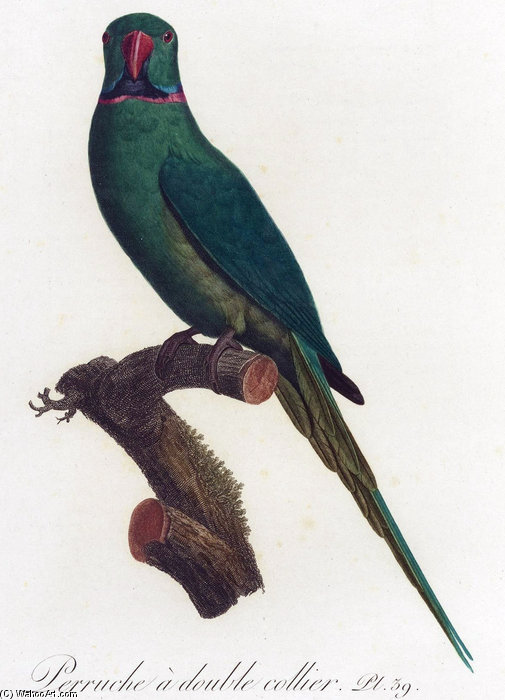 Psittacula Eques — Jacques Barraband