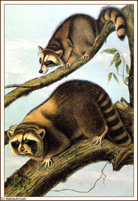 Racoon — John James Audubon