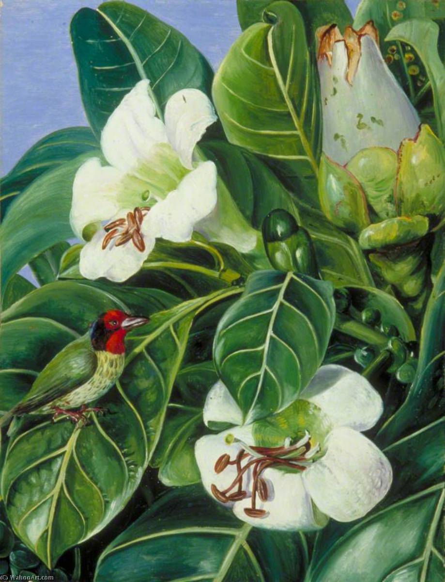 Foliage And Flowers Of A Forest Tree Of Java — Marianne North