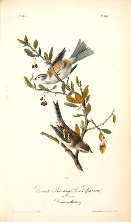 Canada Bunting (tree Sparrow). 1. Male. 2. Female. (canadian Barberry) — John James Audubon