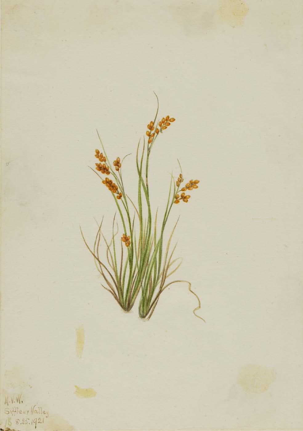 Golden Sedge (carex Aurea) — Mary Vaux Walcott