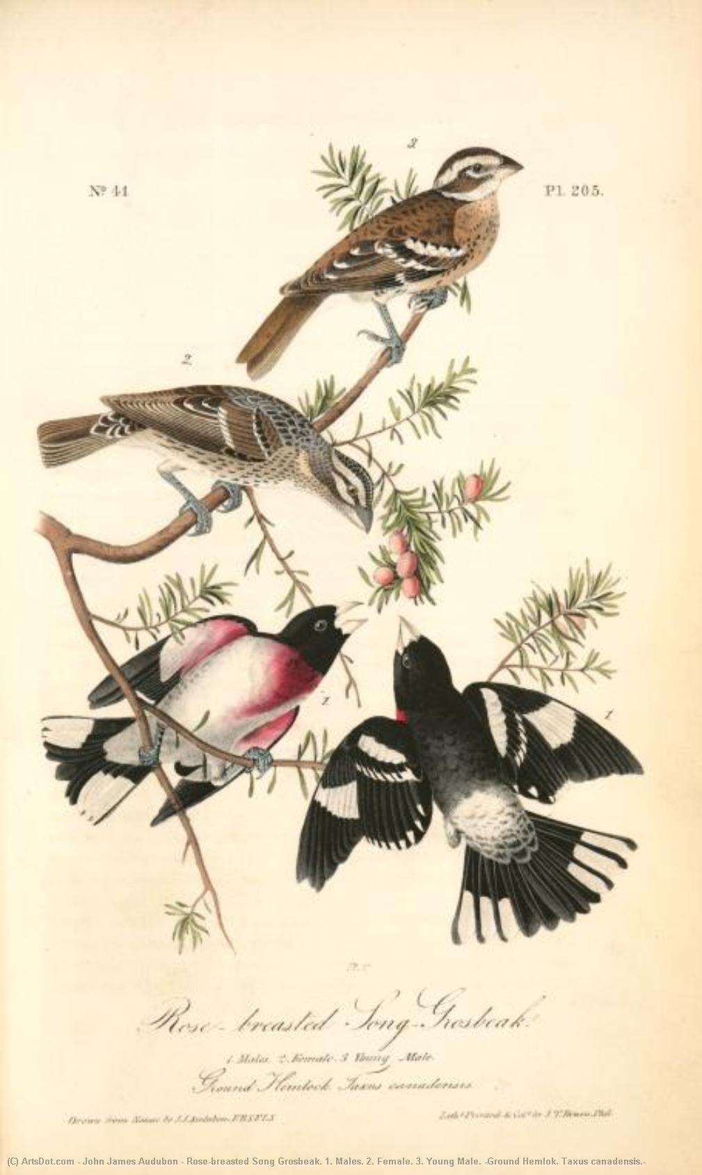 Rose-breasted Song Grosbeak. 1. Males. 2. Female. 3. Young Male. (ground Hemlok. Taxus Canadensis.) — John James Audubon