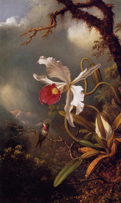 An Amethyst Hummingbird With A White Orchid — Martin Johnson Heade