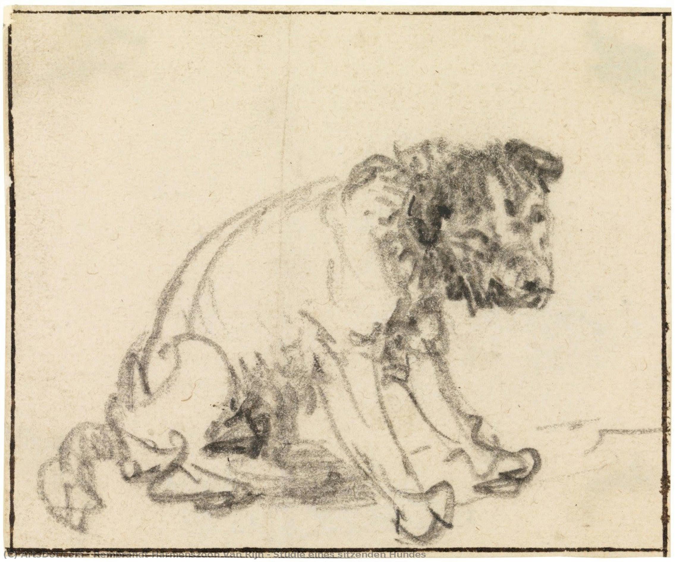 Studie Eines Sitzenden Hundes — Rembrandt Van Rijn