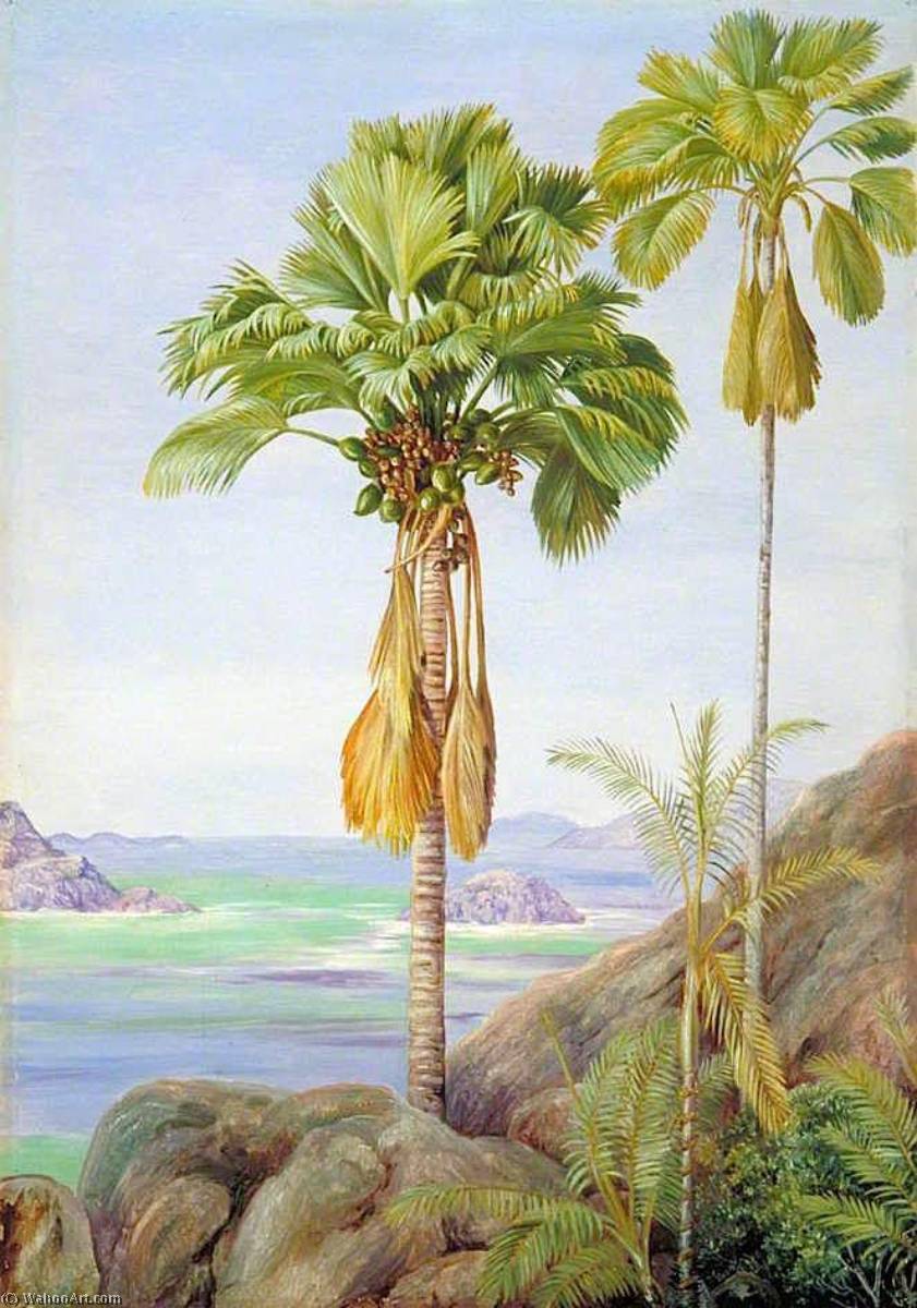Male And Female Trees Of The Coco De Mer In Praslin — Marianne North
