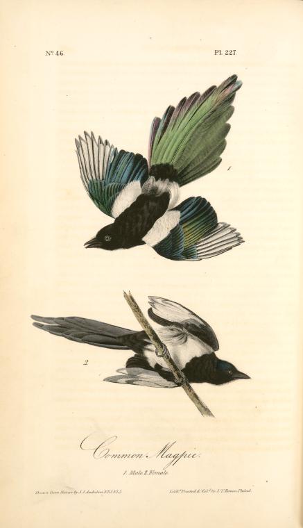 Common Magpie. 1. Male. 2. Female — John James Audubon