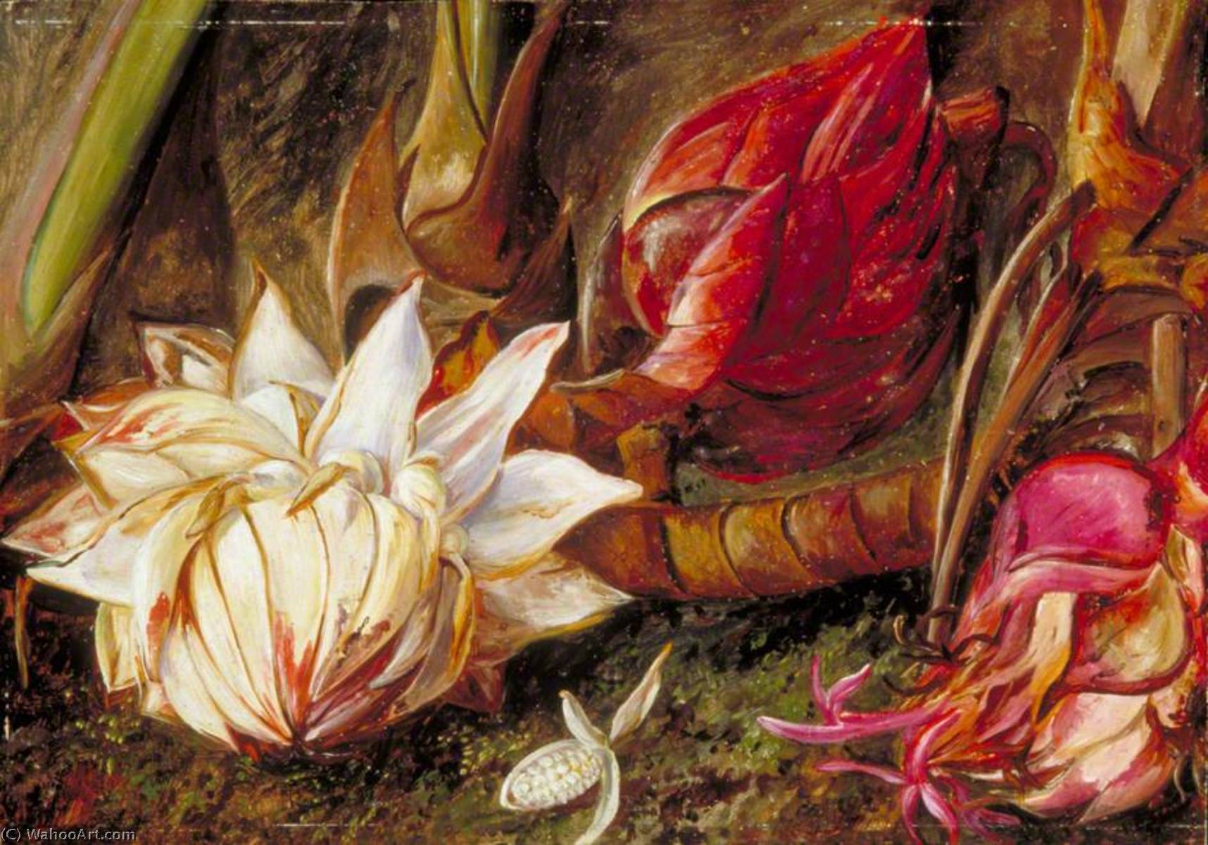 Inflorescence Of A Plant Of The Ginger Family From Java — Marianne North
