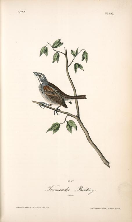 Townsend's Bunting. Male — John James Audubon