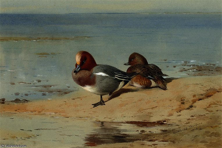 A Pair Of Widgeon On The Shore — Archibald Thorburn