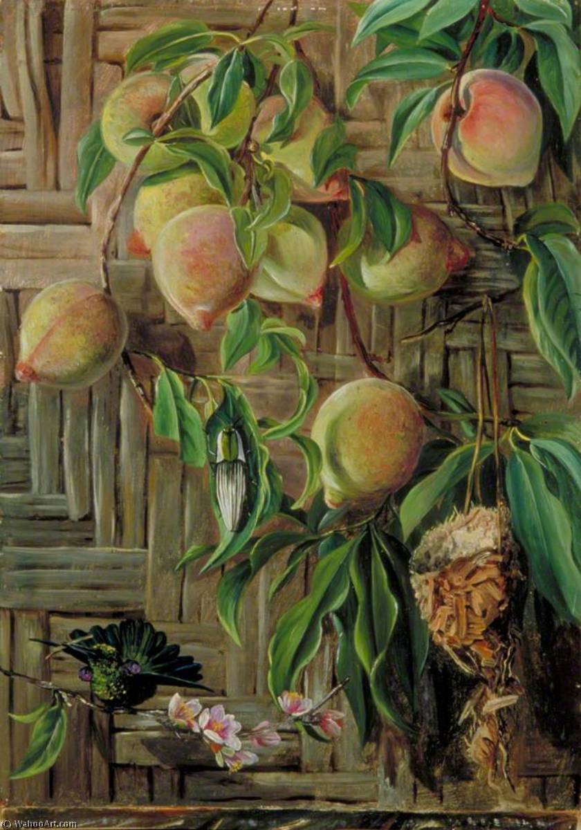 Peaches And Humming Birds, Brazil — Marianne North