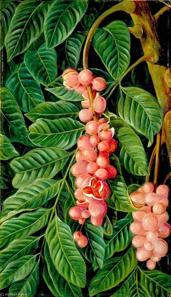 Foliage And Fruit Of A Forest Tree Of Java — Marianne North