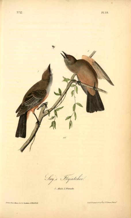 Say's Flycatcher, 1. Male, 2. Female — John James Audubon