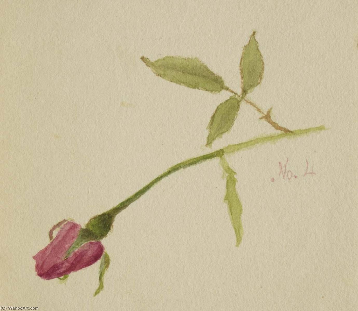 Untitled (rose) — Mary Vaux Walcott