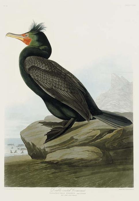 Double-crested Cormorant — Robert Havell