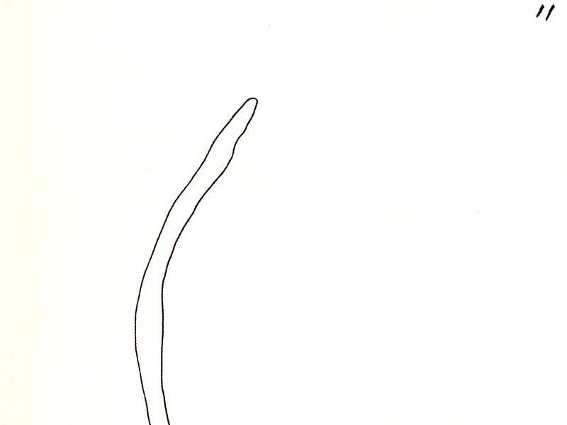 Notizen Zum Buch Lapidari 11 — Joan Miró