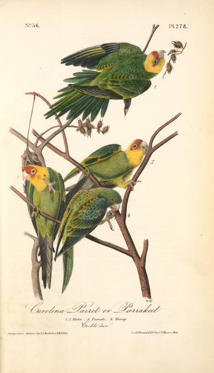 Carolina Parrot, Or Parrakeet. 1. 2. Males. 3. Female. 4. Young. — John James Audubon