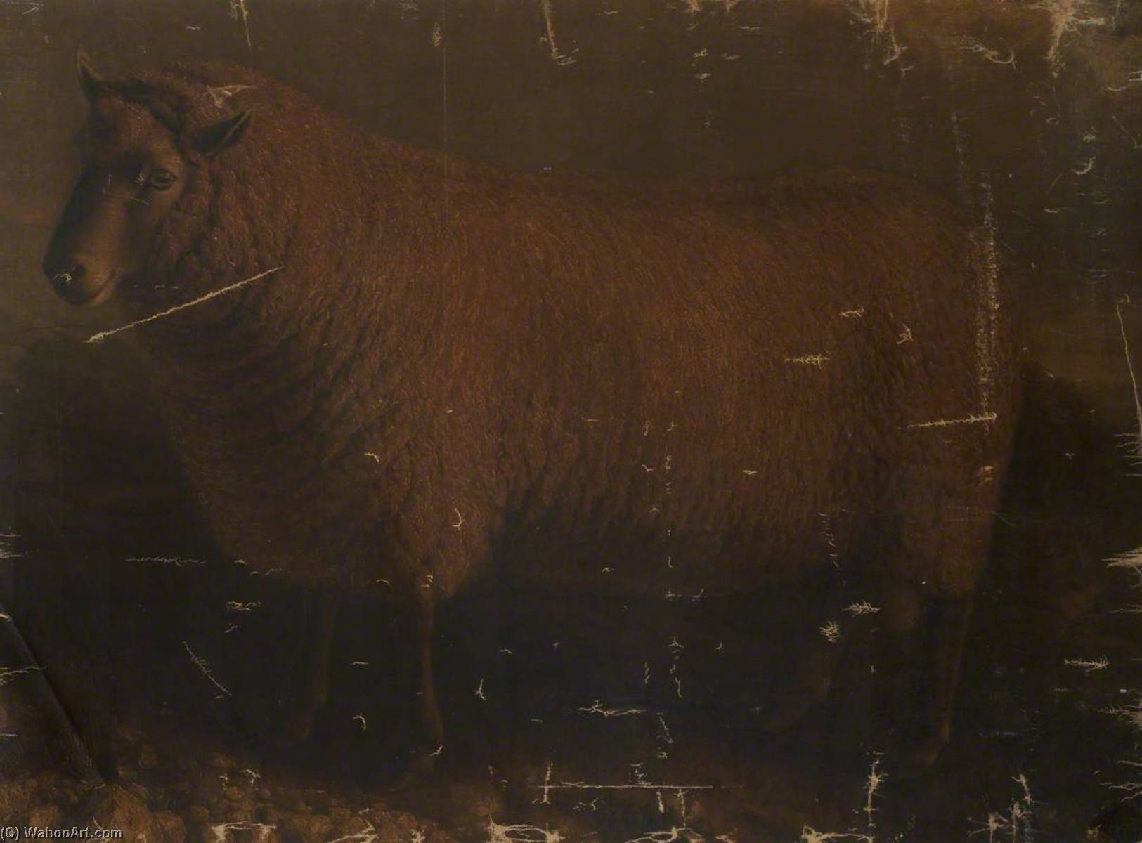 South Down Ram — William Shiels