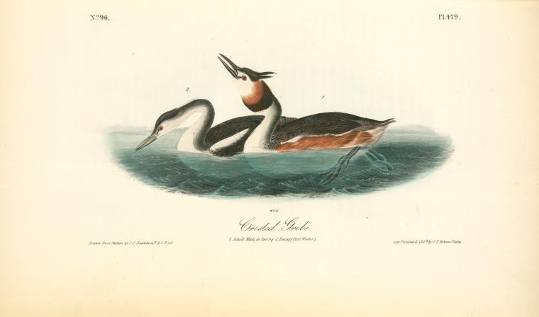 Crested Grebe. 1. Adult Male In Spring. 2. Young (first Winter) — John James Audubon